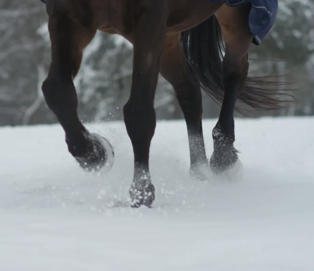 pferd-winter-pflege-zellkraft