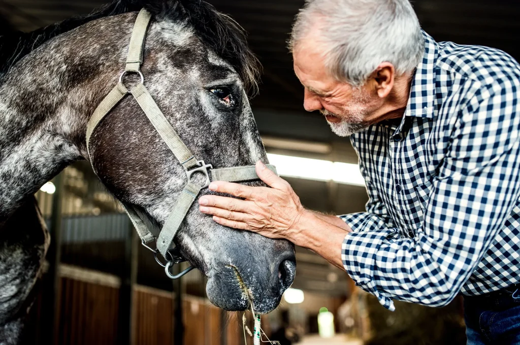 Älteres Pferd gesund und aktiv – unterstützt durch Magnetfeldtherapie